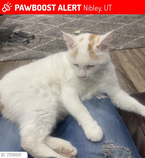 Lost Male Cat last seen Near south - 600 west - by the Old Nibley City offices, Nibley, UT 84321