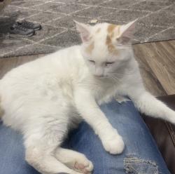 Lost Male Cat last seen Near south - 600 west - by the Old Nibley City offices, Nibley, UT 84321