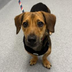 Shelter Stray Female Dog last seen Near, 2600 S Harding St, Indianapolis, IN 46221, USA