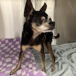 Shelter Stray Male Dog last seen Near, 2600 S Harding St, Indianapolis, IN 46221, USA