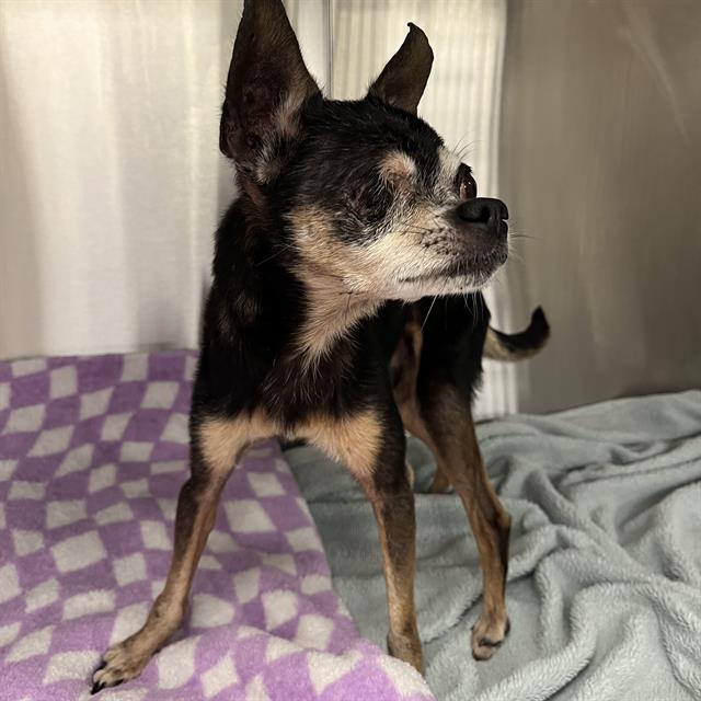 Shelter Stray Male Dog last seen Near, 2600 S Harding St, Indianapolis, IN 46221, USA