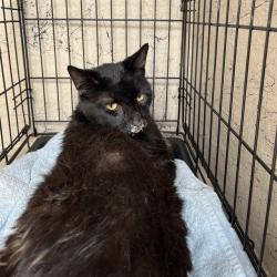 Shelter Stray Female Cat last seen Near, 2600 S Harding St, Indianapolis, IN 46221, USA
