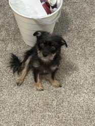 Lost Female Dog last seen Near W Emelita Ave, Mesa, AZ 85202, Mesa, AZ 85202