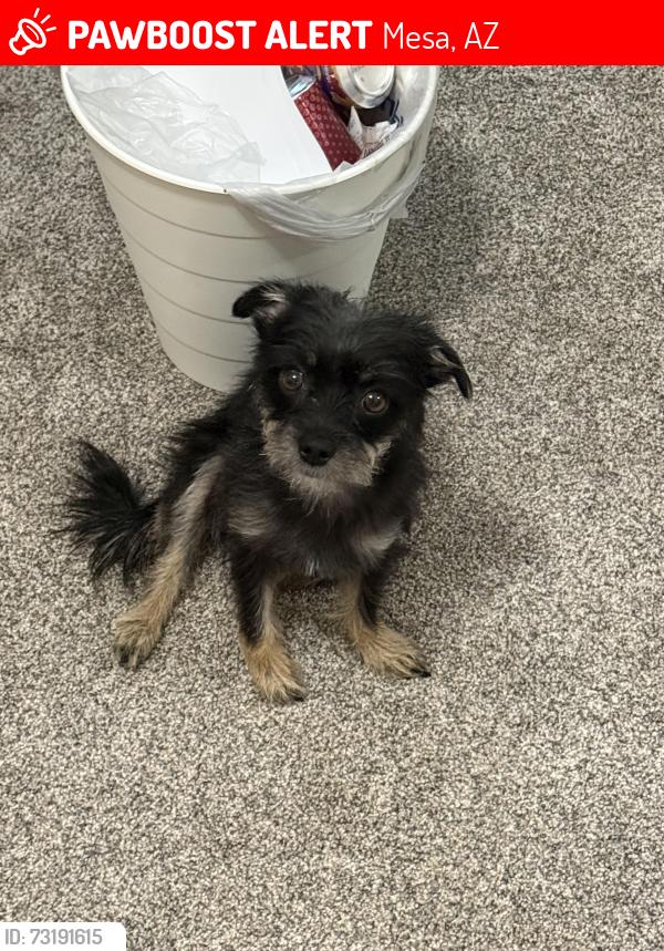 Lost Female Dog last seen Near W Emelita Ave, Mesa, AZ 85202, Mesa, AZ 85202