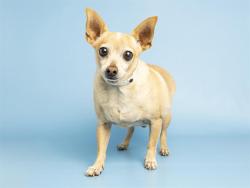 Shelter Stray Male Dog last seen Near BLOCK W DENTON LN, 5501 E Van Buren St, Phoenix, AZ 85008, USA