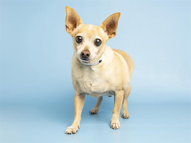 Shelter Stray Male Dog last seen Near BLOCK W DENTON LN, 5501 E Van Buren St, Phoenix, AZ 85008, USA