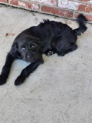 Shelter Stray Male Dog last seen Near BLK BRIARWOOD LN,BAKERSFIELD,CA, 201 S Mt Vernon Ave, Bakersfield, CA 93307, USA