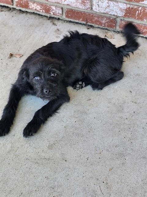 Shelter Stray Male Dog last seen Near BLK BRIARWOOD LN,BAKERSFIELD,CA, 201 S Mt Vernon Ave, Bakersfield, CA 93307, USA
