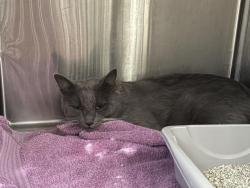 Shelter Stray Unknown Cat last seen Near BLOCK MEDALLION, 227 N D St, Perris, CA 92570, USA