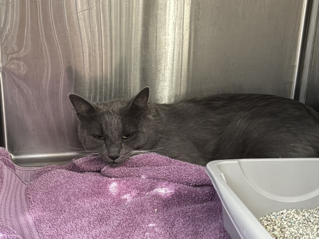 Shelter Stray Unknown Cat last seen Near BLOCK MEDALLION, 227 N D St, Perris, CA 92570, USA