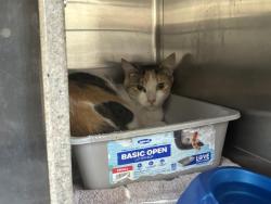 Shelter Stray Female Cat last seen Near BLOCK E BOWEN, 227 N D St, Perris, CA 92570, USA