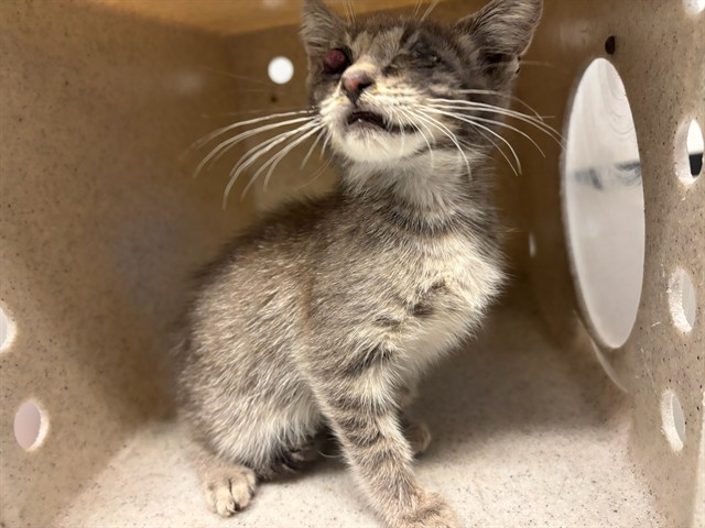 Shelter Stray Male Cat last seen , 4275 Elton St, Baldwin Park, CA 91706, USA