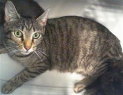 Shelter Stray Female Cat last seen CHARLOTTE, 8315 Byrum Dr, Charlotte, NC 28217, USA