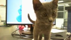 Shelter Stray Female Cat last seen CHARLOTTE, 8315 Byrum Dr, Charlotte, NC 28217, USA