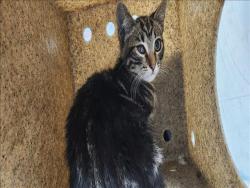 Shelter Stray Male Cat last seen , 11361 W Pico Blvd, Los Angeles, CA 90064, USA