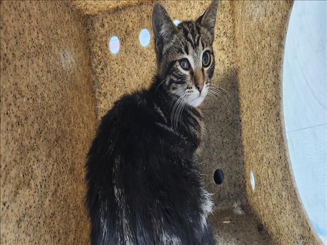 Shelter Stray Male Cat last seen , 11361 W Pico Blvd, Los Angeles, CA 90064, USA