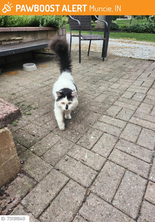 Found/Stray Unknown Cat last seen Westview elementary school, Muncie, IN 47305