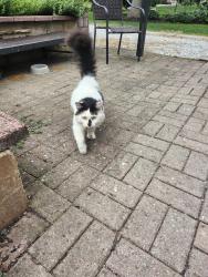 Found/Stray Unknown Cat last seen Westview elementary school, Muncie, IN 47305
