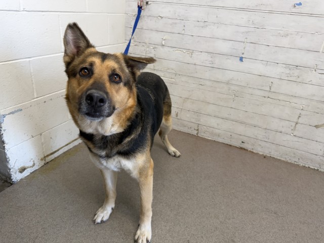 Shelter Stray Female Dog last seen COTTONWOOD/MEAD, 333 Chandler Pl, San Bernardino, CA 92408, USA