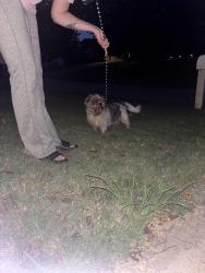 Found/Stray Unknown Dog last seen Lyman Farms neighborhood, Lyman, SC 29365