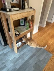 Reunited Male Cat last seen NE 115th and Roosevelt, Seattle, WA 98125