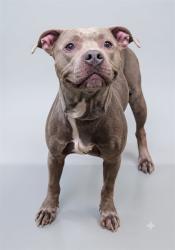 Shelter Stray Female Dog last seen Near BLOCK WOODLEY RD, 2020 Forest St, Jacksonville, FL 32204, USA