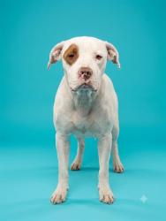 Shelter Stray Male Dog last seen Near BLOCK MOONFLOWER, 2020 Forest St, Jacksonville, FL 32204, USA