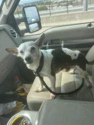 Reunited Male Dog last seen 33rd and wyandot, Denver, CO 80211