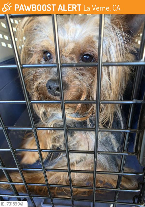 Found/Stray Male Dog last seen Mills Park, La Verne, CA 91750