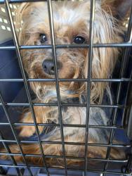 Found/Stray Male Dog last seen Mills Park, La Verne, CA 91750