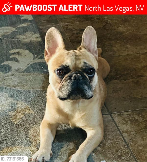 Lost Male Dog last seen Centennial pkwy/Clayton, North Las Vegas, NV 89084