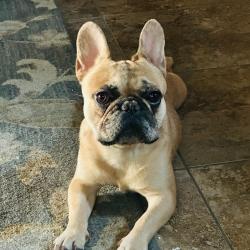 Lost Male Dog last seen Centennial pkwy/Clayton, North Las Vegas, NV 89084