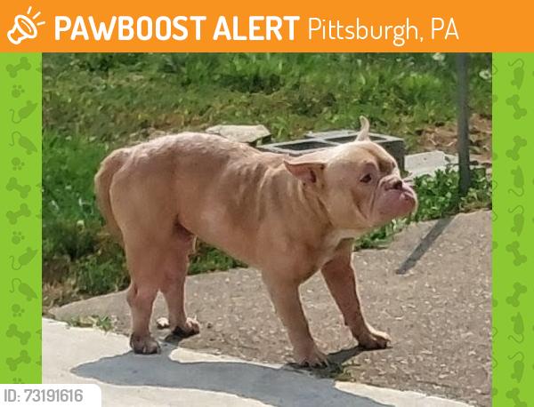 Found/Stray Male Dog last seen On Shadeland ave..between woodland and shadeland ave bridge next to old row hses, Pittsburgh, PA 15212