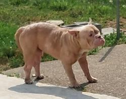 Found/Stray Male Dog last seen On Shadeland ave..between woodland and shadeland ave bridge next to old row hses, Pittsburgh, PA 15212