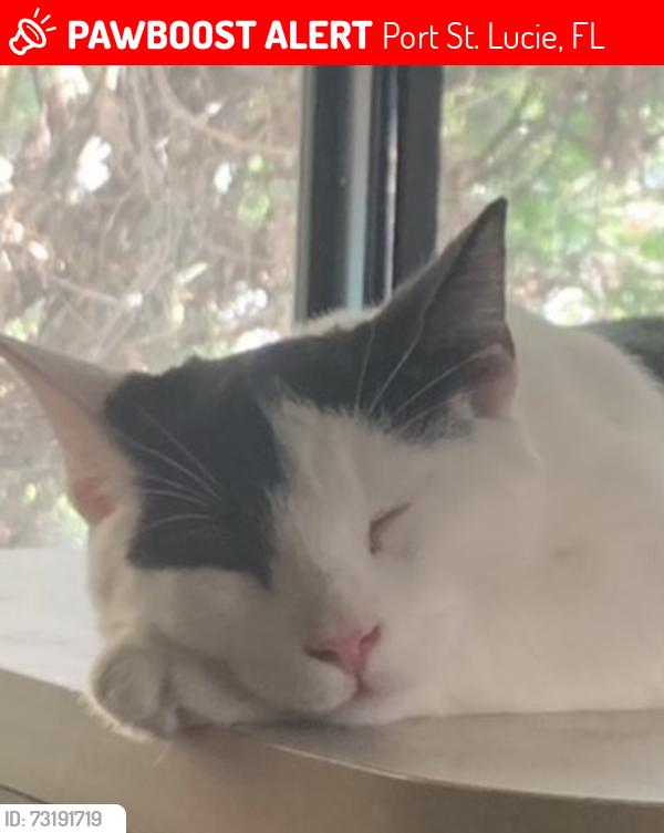 Lost Male Cat last seen Se Newcastle Terrace, Port St. Lucie, FL 34952