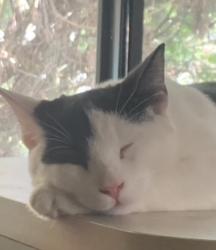 Lost Male Cat last seen Se Newcastle Terrace, Port St. Lucie, FL 34952