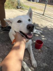 Found/Stray Female Dog last seen Mirandy circle Brownsville tx, Brownsville, TX 78520