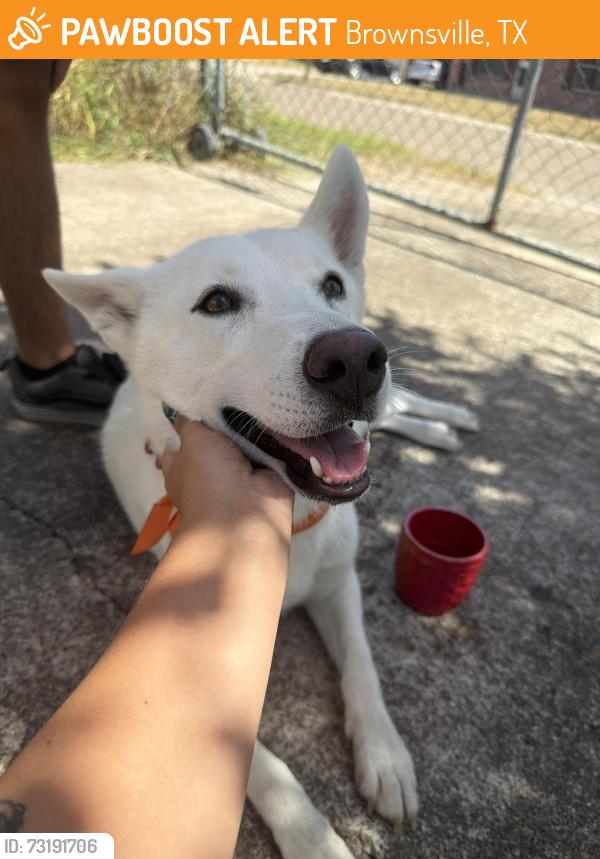 Found/Stray Female Dog last seen Mirandy circle Brownsville tx, Brownsville, TX 78520