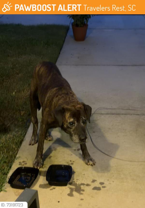 Found/Stray Unknown Dog last seen Travelers Rest High School, Travelers Rest, SC 29690