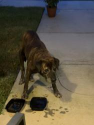 Found/Stray Unknown Dog last seen Travelers Rest High School, Travelers Rest, SC 29690