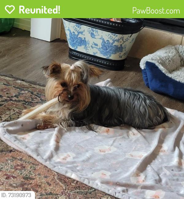 Reunited Female Dog last seen Near lincoln Cresent nw, Edmonton, AB T6R 3B2