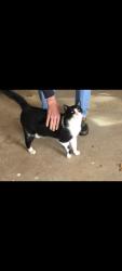 Lost Male Cat last seen Nowak Road and Hwy 297, Cantonment, FL 32533