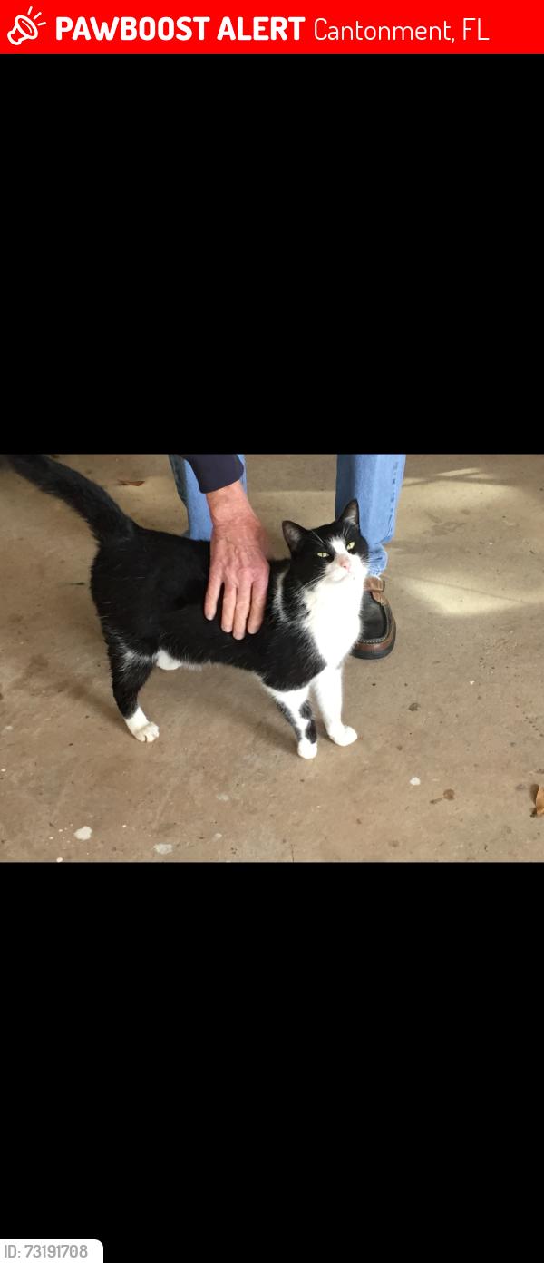 Lost Male Cat last seen Nowak Road and Hwy 297, Cantonment, FL 32533