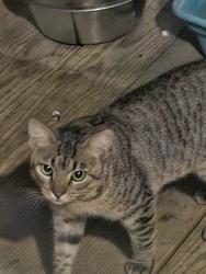 Found/Stray Unknown Cat last seen Coaltown rd, Willis, TX 77378