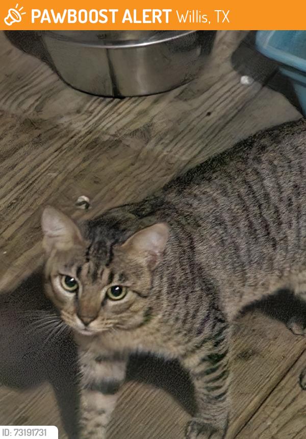 Found/Stray Unknown Cat last seen Coaltown rd, Willis, TX 77378