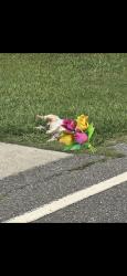 Found/Stray Male Dog last seen Near kings way gas station Kendrick rd, Gastonia, NC 28056