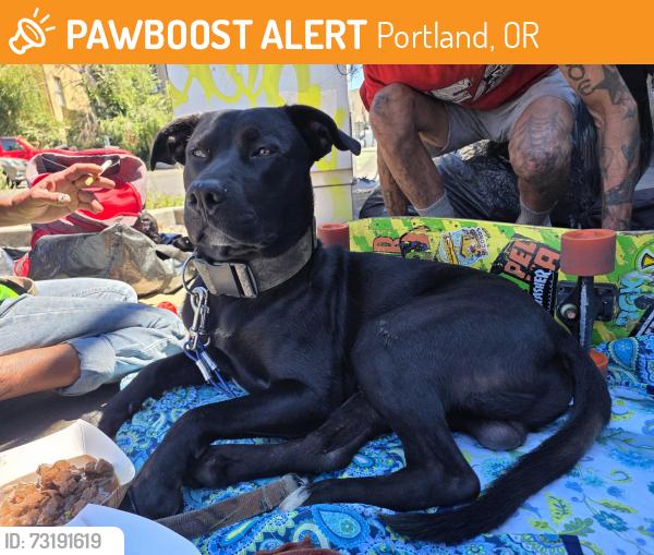 Found/Stray Male Dog last seen East Esplanade Park, Portland, OR 97236