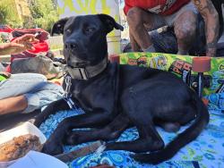 Found/Stray Male Dog last seen East Esplanade Park, Portland, OR 97236