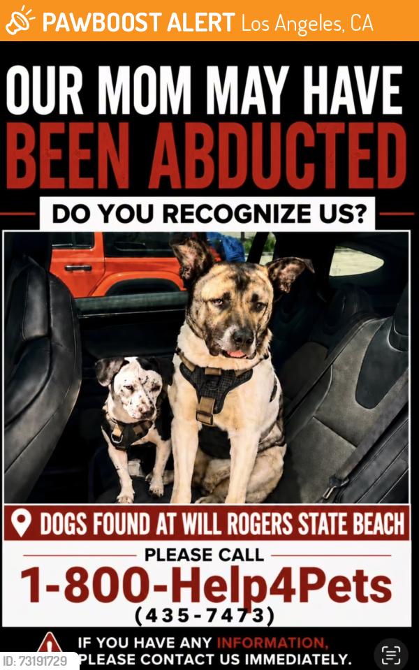 Found/Stray Female Dog last seen The beach parking lot and woman’s restrooms, Los Angeles, CA 90272