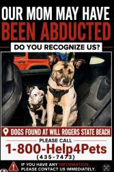 Found/Stray Female Dog last seen The beach parking lot and woman’s restrooms, Los Angeles, CA 90272